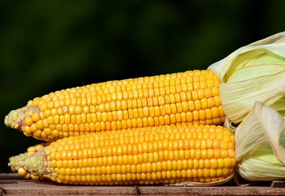 Диета на кукурузной каше, диетические рецепты и отзывы похудевших