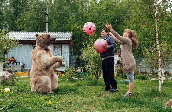 Как живет семья Пантелеенко 28 лет в одном доме с медведем?